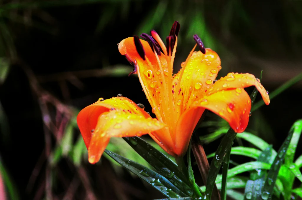 repotting yellow rainlily seedlings