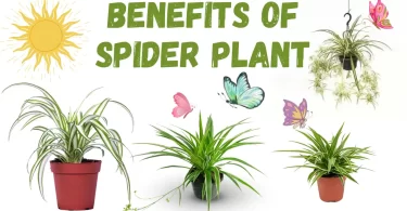 Benefits of spider plant