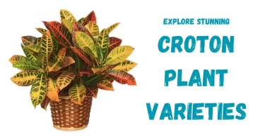 Explore Stunning Croton Plant Varieties for Your Home Garden!