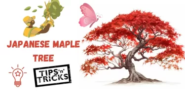 How to Prune a Japanese Maple Tree