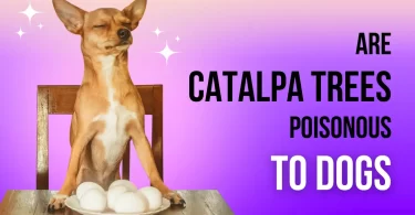 are catalpa trees poisonous to dogs