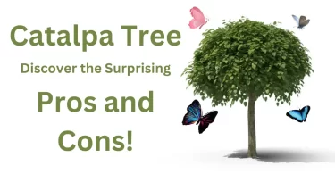 catalpa tree pros and cons