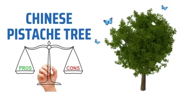 chinese pistache tree pros and cons