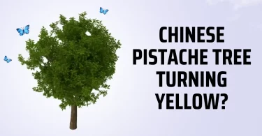 chinese pistache tree turning yellow