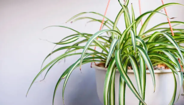 spider plant benefits