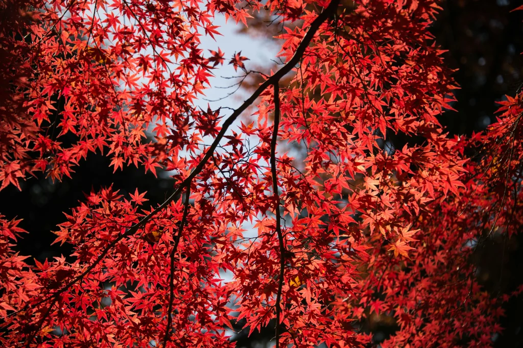 japanese maple tree care