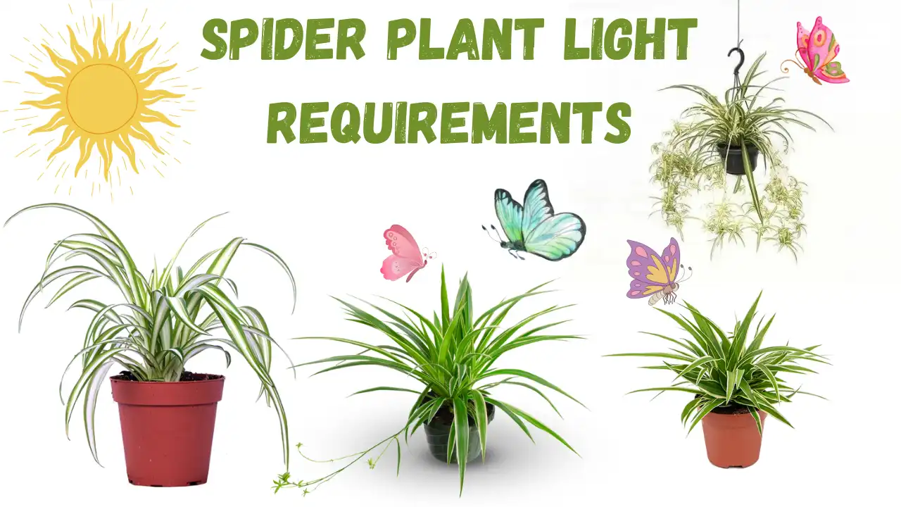 Spider Plant Light Requirements: A Comprehensive Care Guide