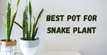 Best Pot for Snake Plant Top Choices for Optimal Growth!