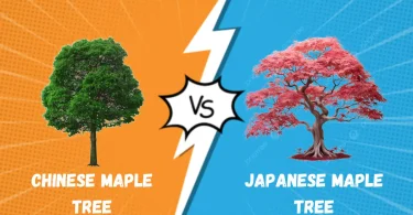 Chinese Maple Tree vs Japanese Maple Tree