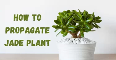 How to Propagate Jade Plant Step-by-Step Guide