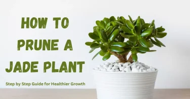 How to Prune a Jade Plant