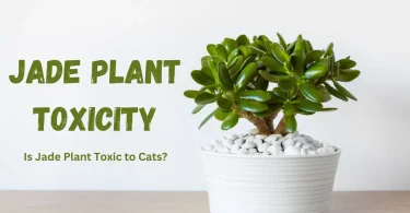 Is Jade Plant Toxic to Cats