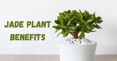 Jade Plant Benefits
