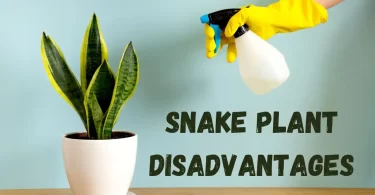 Snake Plant Disadvantages Surprising Downsides Revealed!
