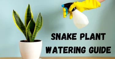 Snake Plant Watering Guide