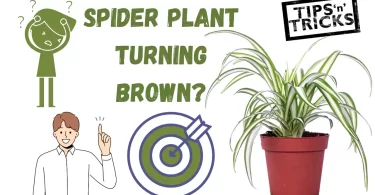 Spider Plant Turning Brown