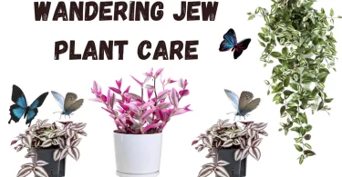 Wandering Jew Plant Care