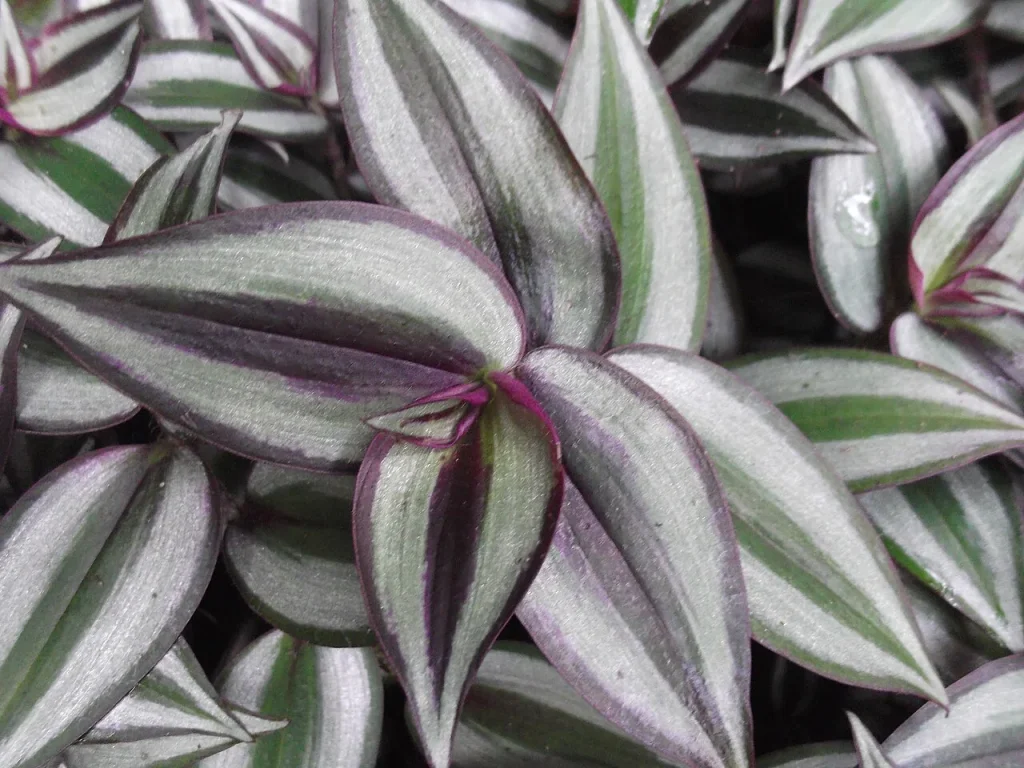 wandering jew plant toxic to cats