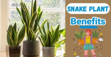 benefits of snake plant
