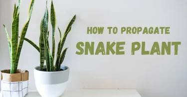 how to propagate snake plant