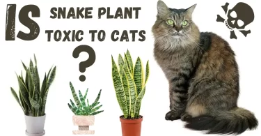 is snake plant toxic to cats
