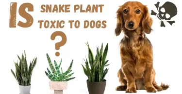 is snake plant toxic to dogs