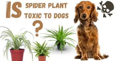 is spider plant toxic to dogs