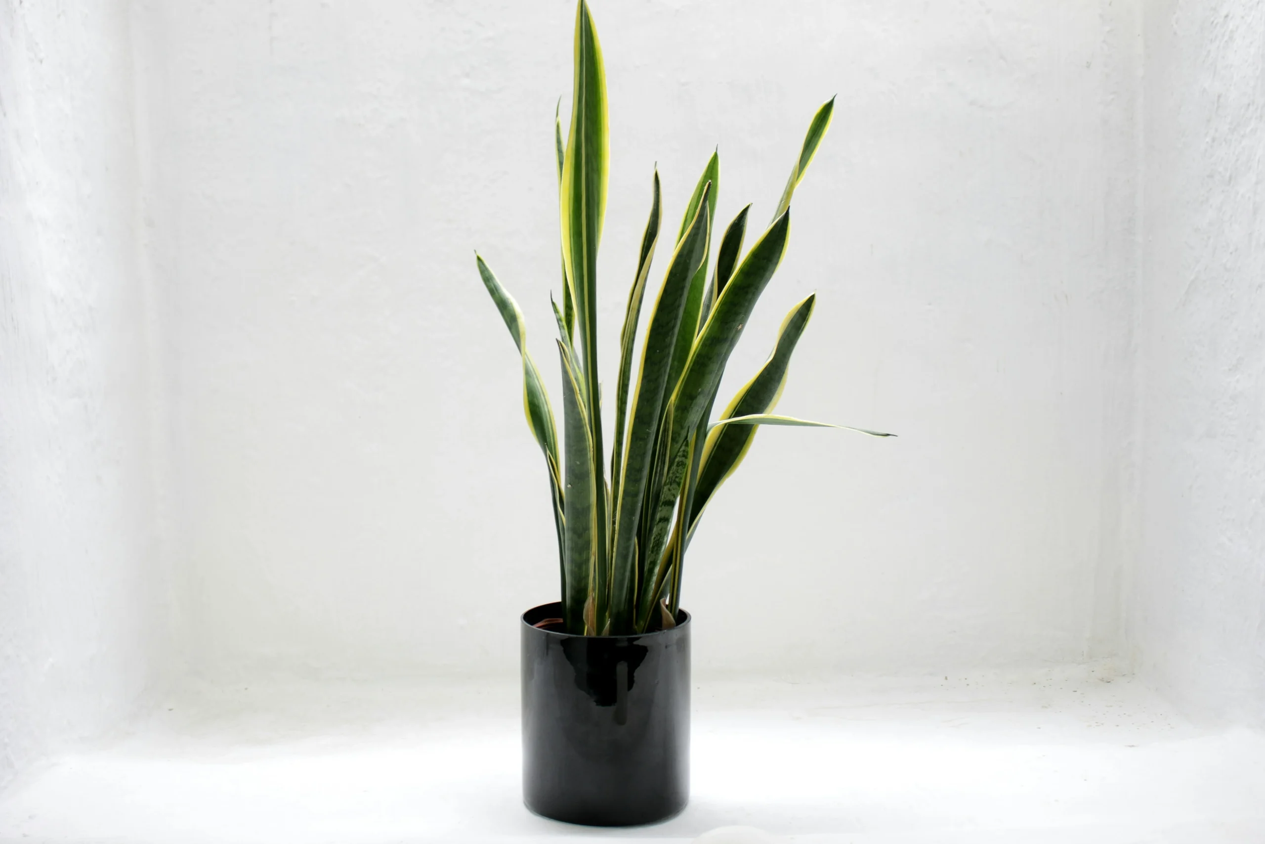 disadvantages of snake plant
