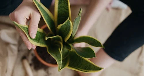 snake plant propagation
