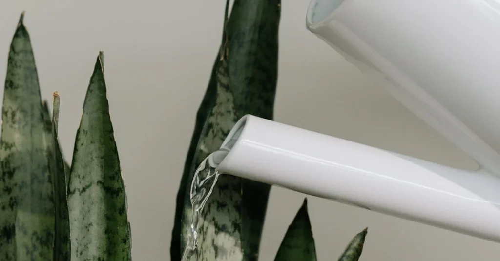 watering snake plant