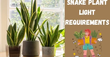snake plant light requirements