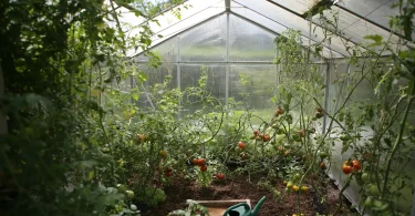 Regenerative Gardening