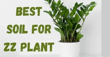 Best Soil for ZZ Plant