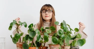 Chinese Money Plant Propagation