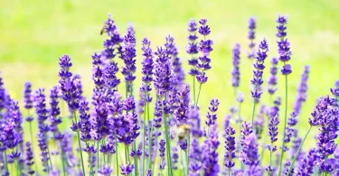 English Lavender Plant