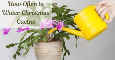 How Often to Water Christmas Cactus Essential Care Tips
