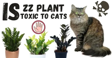 ZZ Plant Toxic to Cats