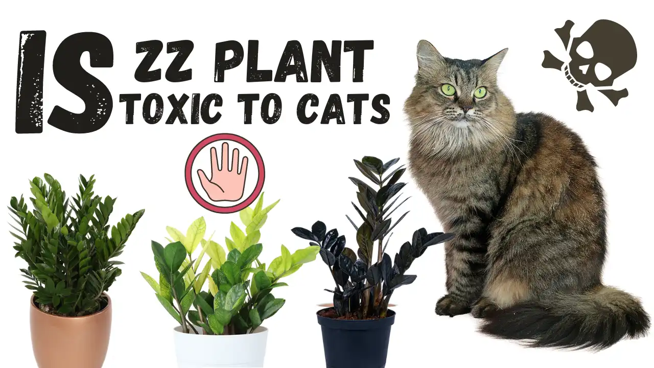 Is ZZ Plant Toxic to Cats? Must-Know Facts 2025