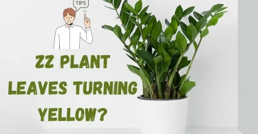 ZZ Plant Leaves Turning Yellow