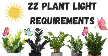 ZZ Plant Light Requirements