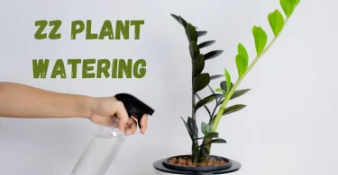 ZZ Plant Watering