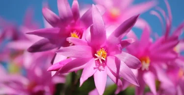 Christmas Cactus Propagation