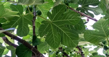 How to Propagate Fiddle Leaf Fig