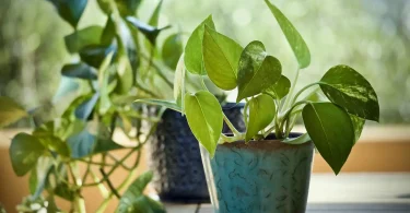 Golden Pothos Yellow Leaves