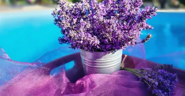 Indoor Lavender Plants