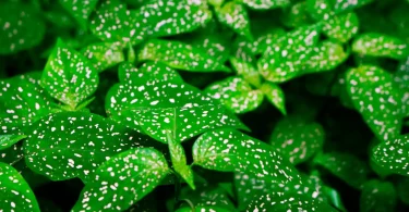 Polka Dot Plant Care