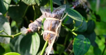 Air Layering Technique for Difficult-to-Root Plants