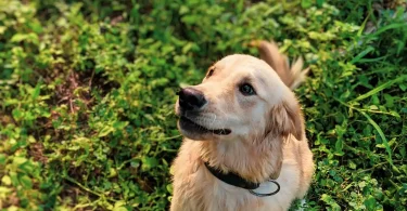 Can Dogs Eat Mint Leaves
