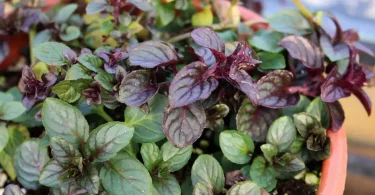 Chocolate Mint Plant
