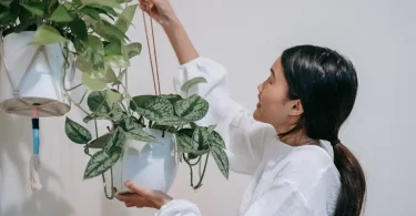 Hanging Plants